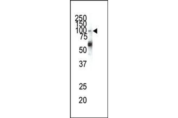 EPHA1 Antikörper  (N-Term)
