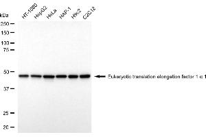 Western blotting analysis using Eukaryotic translation elongation factor 1 alpha 1 antibody (ABIN7798498).