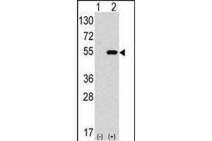 Western blot analysis of anti-hG4C- Pab 1810b in 293 cell line lysates transiently transfected with the ATG4C gene (2 μg/lane). (ATG4C Antikörper  (AA 167-196))