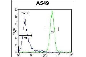 SYNCI Antibody (N-term) (ABIN654757 and ABIN2844441) flow cytometric analysis of A549 cells (right histogram) compared to a negative control cell (left histogram).