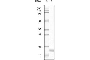 Western Blotting (WB) image for anti-Synuclein, gamma (Breast Cancer-Specific Protein 1) (SNCG) antibody (ABIN1845097) (SNCG Antikörper)