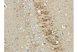 Immunohistochemical staining of guinea pig brain using anti-polysialic acid antibody  Formalin fixed guinea pig brain slices were were stained with a  at 3 µg/ml. (Rekombinanter Polysialic Acid Antikörper)