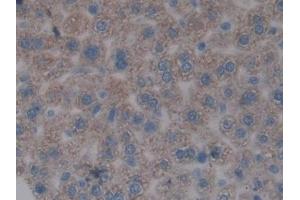 IHC-P analysis of Mouse Liver Tissue, with DAB staining. (FOS Antikörper  (AA 6-240))