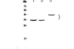 Western blot analysis of Regucalcin using anti-Regucalcin antibody . (Regucalcin Antikörper)