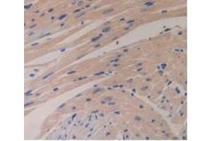Detection of GCG in Mouse Heart Tissue using Polyclonal Antibody to Glucagon (GCG) (Glucagon Antikörper  (AA 21-180))