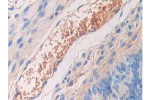 Used in DAB staining on fromalin fixed paraffin- embedded kidney tissue (Fetuin A Antikörper  (AA 19-250))
