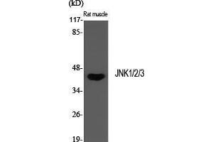 Western Blot (WB) analysis of specific cells using JNK1/2/3 Polyclonal Antibody. (JNK Antikörper  (Lys27))