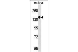 Western blot analysis in mouse liver tissue lysates (35ug/lane). (PEAK1 Antikörper  (N-Term))