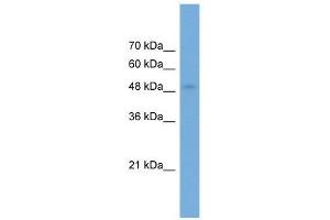 NPTX2 antibody used at 0. (NPTX2 Antikörper  (Middle Region))