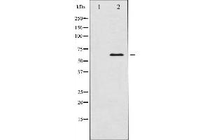 Western blot analysis of CaMK4 expression in H2O2 treated K562 whole cell lysates,The lane on the left is treated with the antigen-specific peptide. (CAMK4 Antikörper  (Internal Region))