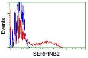 HEK293T cells transfected with either RC203139 overexpress plasmid (Red) or empty vector control plasmid (Blue) were immunostained by anti-SERPINB2 antibody (ABIN2455360), and then analyzed by flow cytometry. (SERPINB2 Antikörper)
