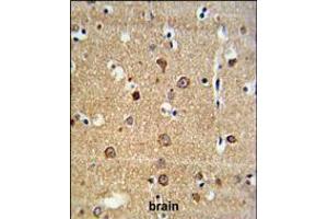 ADAM19 Antibody IHC analysis in formalin fixed and paraffin embedded brain tissue followed by peroxidase conjugation of the secondary antibody and DAB staining. (ADAM19 Antikörper  (AA 207-236))