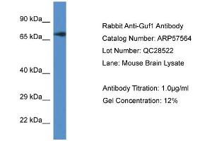 Western Blotting (WB) image for anti-GUF1 GTPase Homolog (GUF1) (C-Term) antibody (ABIN2787278) (GUF1 Antikörper  (C-Term))