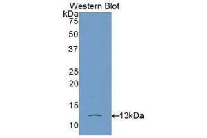 Western Blotting (WB) image for anti-High Mobility Group AT-Hook 1 (HMGA1) (AA 3-107) antibody (ABIN1078142)