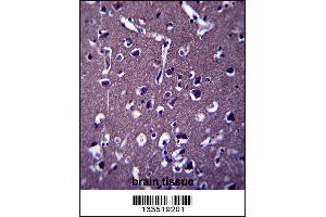 ZSWIM5 Antibody immunohistochemistry analysis in formalin fixed and paraffin embedded human brain tissue followed by peroxidase conjugation of the secondary antibody and DAB staining. (ZSWIM5 Antikörper  (N-Term))