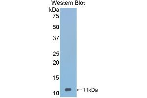 Western Blotting (WB) image for anti-serpin Peptidase Inhibitor, Clade A (Alpha-1 Antiproteinase, Antitrypsin), Member 12 (SERPINA12) (AA 71-148) antibody (ABIN3208032) (SERPINA12 Antikörper  (AA 71-148))