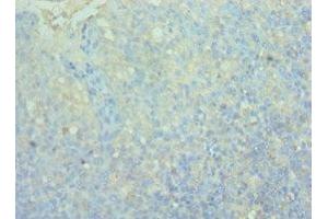 Immunohistochemistry of paraffin-embedded human tonsil tissue using ABIN7161084 at dilution of 1:100