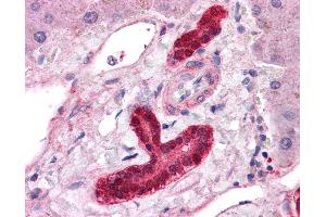 Anti-ESX1 antibody IHC of human liver. (ESX Homeobox 1 Antikörper  (Internal Region))