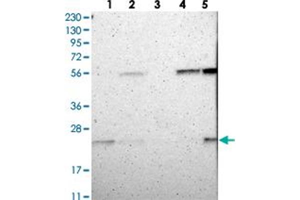 C1orf93 antibody