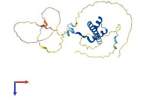 Msx2/Hox8 Protein (AA 1-267) (His tag)