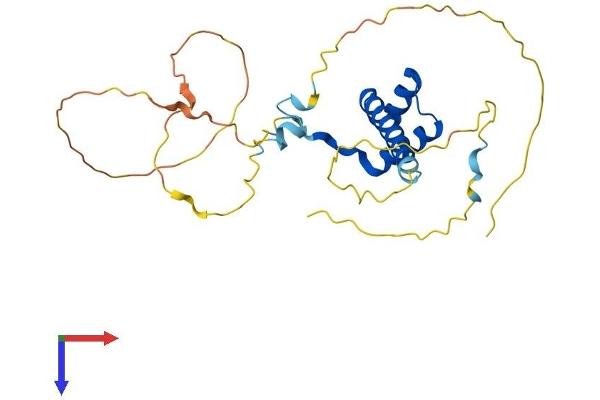 Msx2/Hox8 Protein (AA 1-267) (His tag)