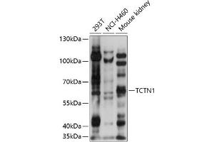 Western blot analysis of extracts of various cell lines, using TCTN1 antibody (ABIN7270757) at 1:1000 dilution. (TCTN1 Antikörper  (AA 130-310))