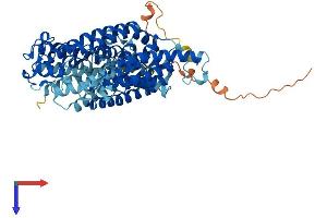 ChT Protein (AA 1-580) (His tag)