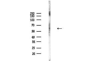 anti-PDZ Domain Containing 1 (PDZK1) (C-Term) antibody
