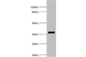 Western blot All lanes: WDR5 antibody at 2 μg/mL + A431 whole cell lysate Secondary Goat polyclonal to rabbit IgG at 1/10000 dilution Predicted band size: 37 kDa Observed band size: 37 kDa (WDR5 Antikörper  (AA 1-334))
