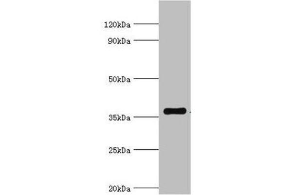 WDR5 Antikörper  (AA 1-334)