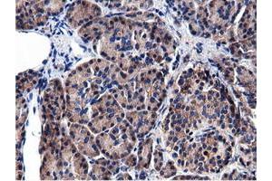 Immunohistochemical staining of paraffin-embedded Human Kidney tissue using anti-CBWD1 mouse monoclonal antibody. (CBWD1 Antikörper)