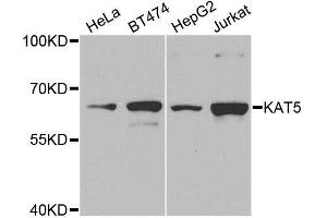 Western blot analysis of extracts of various cell lines, using KAT5 antibody. (KAT5 Antikörper  (AA 1-230))