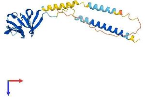 C21ORF45 Protein (AA 1-233) (His tag)