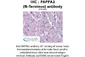 Image no. 1 for anti-Pappalysin 2 (PAPPA2) (N-Term) antibody (ABIN1737848) (PAPPA2 Antikörper  (N-Term))