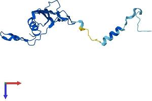 MRPL23 Protein (AA 1-153) (His tag)