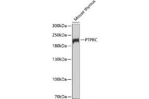 Western blot analysis of extracts of Mouse thymus using PTPRC Polyclonal Antibody at dilution of 1:1000. (CD45 Antikörper)