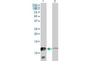 Western Blot analysis of MTPN expression in transfected 293T cell line by MTPN monoclonal antibody (M14), clone 1F3.