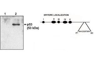Western blot analysis  using p53 cln HR231 antibody at 1 µg/ml on native H1299 cells (1) and H1299 cells transfected with human p53. (p53 Antikörper  (AA 371-380))