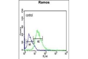 C12orf53 Antibody (N-term) (ABIN651378 and ABIN2840211) flow cytometric analysis of Ramos cells (right histogram) compared to a negative control cell (left histogram). (C12orf53 Antikörper  (N-Term))
