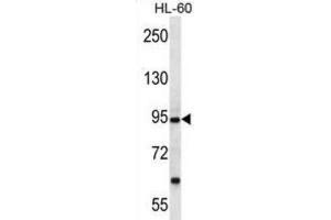 Western Blotting (WB) image for anti-Protocadherin alpha 12 (PCDHA12) antibody (ABIN2997167) (PCDHA12 Antikörper)