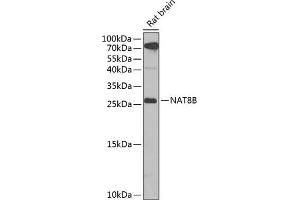 Western blot analysis of extracts of rat brain, using NB antibody (ABIN6132989, ABIN6144383, ABIN6144385 and ABIN6223030) at 1:1000 dilution. (NAT8B Antikörper  (AA 75-165))