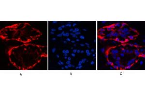 Immunofluorescence analysis of human breast tissue. (KRT17 Antikörper)
