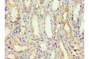 Immunohistochemistry of paraffin-embedded human kidney tissue using ABIN7162919 at dilution of 1:100 (Periostin Antikörper  (AA 557-836))