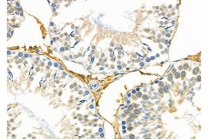 ABIN6263362 and ABIN6279017 at 1/100 staining Rat testis tissue by IHC-P. (MRPL19 Antikörper  (Internal Region))