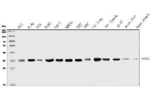 Western blot analysis of TRAP Alpha/TRAPA/SSR1 using anti-TRAP Alpha/TRAPA/SSR1 antibody (ABIN7601975).