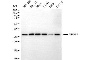 Western blotting analysis using MRGBP antibody (ABIN7799486).