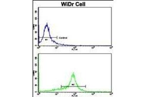 Flow cytometric analysis of WiDr cells using P15 Antibody (N-term)(bottom histogram) compared to a negative control cell (top histogram). (MMP15 Antikörper  (N-Term))