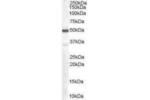 Western Blotting (WB) image for Chromogranin A (CHGA) peptide (ABIN369628) (Chromogranin A (CHGA) Peptid)