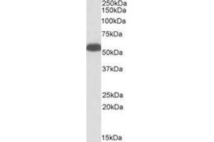 AP23724PU-N (0. (GLUD1 Antikörper  (Internal Region))