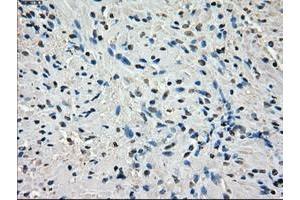 Image no. 11 for anti-P450 (Cytochrome) Oxidoreductase (POR) antibody (ABIN1497744) (POR Antikörper)